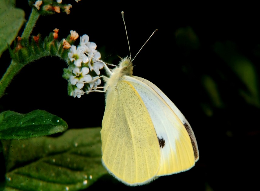 Farfalle in volo e vecchi Coprinus